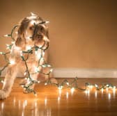 Sometimes dogs and Christmas decorations do not mix...