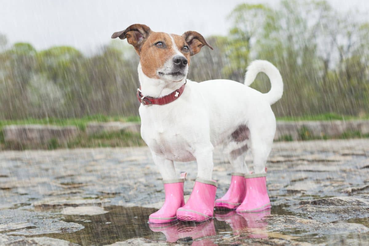 Boots may look cute on a dog - but are they needed?