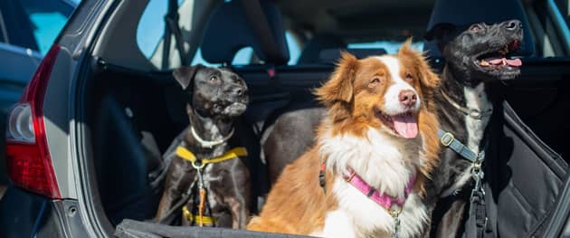 Not all dogs enjoy car journeys as much as these three.