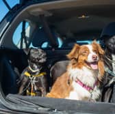 Not all dogs enjoy car journeys as much as these three.