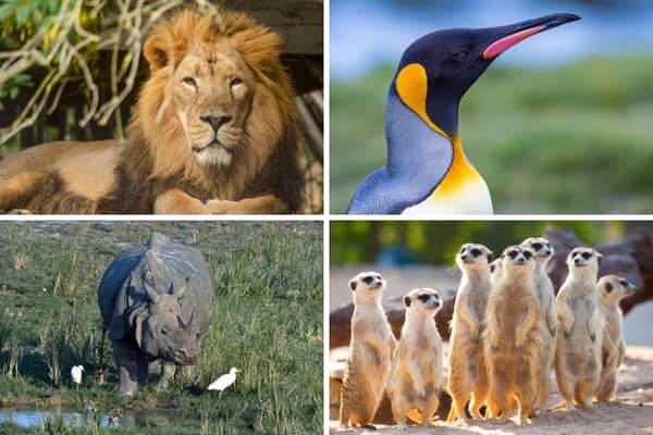 Some of the most popular residents of Edinburgh zoo.