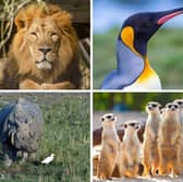 Some of the most popular residents of Edinburgh zoo.