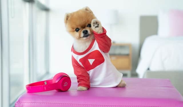 Jiffpom has earnings that most humans could only dream of.