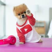 Jiffpom has earnings that most humans could only dream of.
