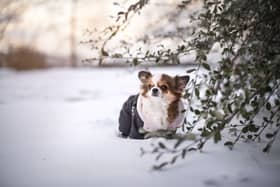 Dogs often enjoy playing in the snow, but sometimes it's too cold for them to be out for long.