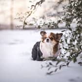 Dogs often enjoy playing in the snow, but sometimes it's too cold for them to be out for long.