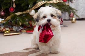 Christmas can be full of temptation for usually well behaved dogs.