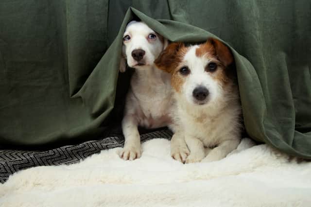 New Year can be an anxious time for pups.