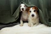 New Year can be an anxious time for pups.