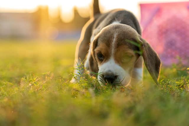 Taking your puppy out for its first walk is a big moment in the life of a dog owner.