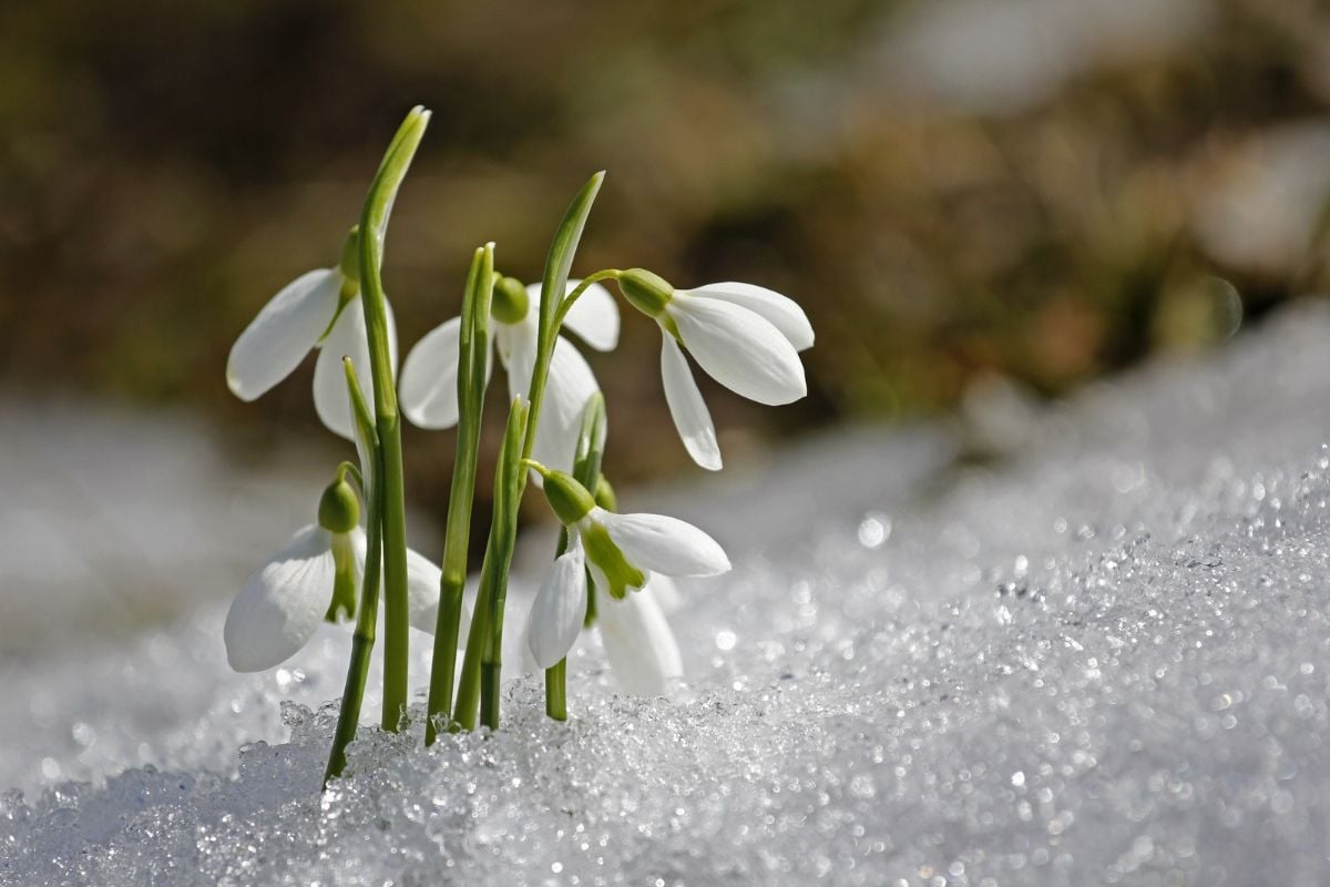 Spring Equinox 2024: Astronomical and meteorological spring dates