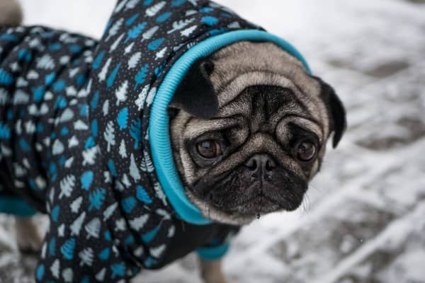 Some breeds of dog - like the pug - can benefit from a jacket in winter.