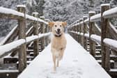 Dogs need a little extra care when the weather turns cold during winter.