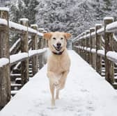 Dogs need a little extra care when the weather turns cold during winter.