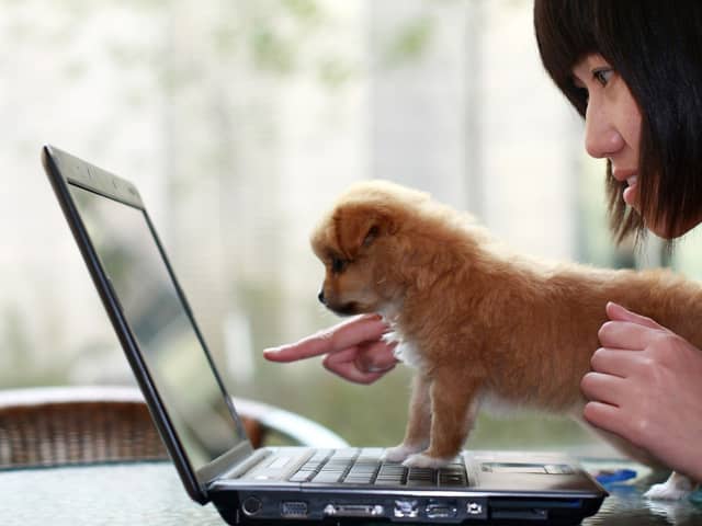 Some dogs can earn thousands of pounds for a single post on social media.