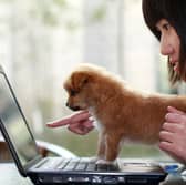 Some dogs can earn thousands of pounds for a single post on social media.