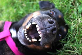 Like humans, dogs can sometimes have problems with their teeth.