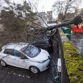 Fallen tree on four cars in Linlithgow during Storm Isha. As much of the country is covered by Amber Wind Warning. January 22 2024. Winds up to 100 mph tore through the UK overnight causing widespread damage.