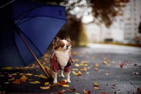 Stormy weather can have a negative impact on our four-legged friends.