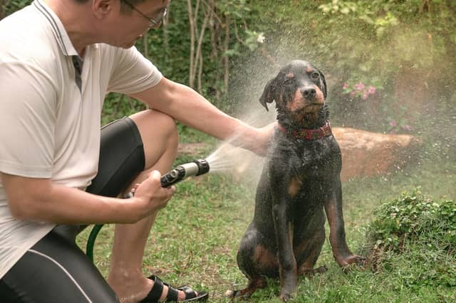 There are a number of reasons your dog might be a bit whiffy.