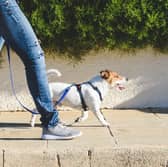 A few simple tips can keep your dog safe on the daily walk.