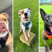 These adorable dogs are all looking for new homes.