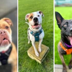 These adorable dogs are all looking for new homes.
