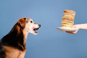 Dogs love pancakes - but they're not the best thing for their health.