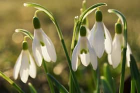 The emergence of snowdrops is one of the first signs that spring is on its way.
