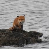 A plucky fox was forced to swim 300m to dry land after it got cut off by the tide on a beach.