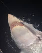 The great white shark caught by Blackpool dad Gus Smith while on holiday in New Zealand