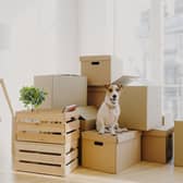 Getting your pooch used to boxes being packed before a move is made is recommended by pet experts. Picture: AdobeStock