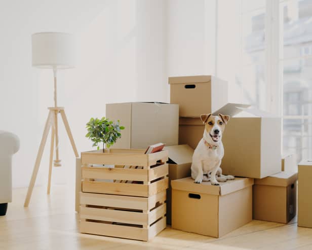 Getting your pooch used to boxes being packed before a move is made is recommended by pet experts. Picture: AdobeStock