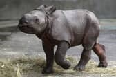 With its armour-like looks, the endangered Indian Rhinoceros is the world’s cutest baby animal. 
