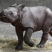 With its armour-like looks, the endangered Indian Rhinoceros is the world’s cutest baby animal. 
