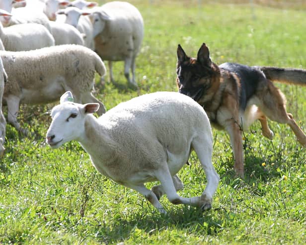 Livestock worrying is another threat at this time of year for sheep farmers