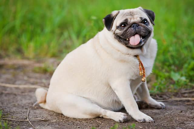 Being overweight can be very bad for a dog's health.