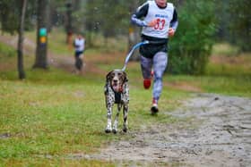 Training for a marathon? Your dog can help!