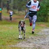 Training for a marathon? Your dog can help!
