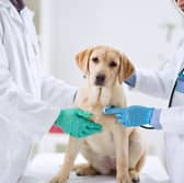 If your dog is showing signs of a stroke it's time to rush them to the vet.