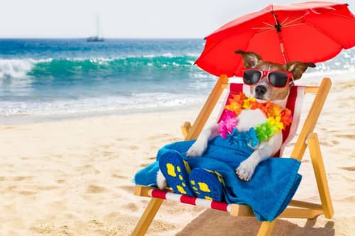 Booking a trip away with your pet? We have some tips.