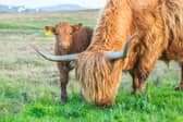 Here are 14 places you can see Highland cows in Scotland. 