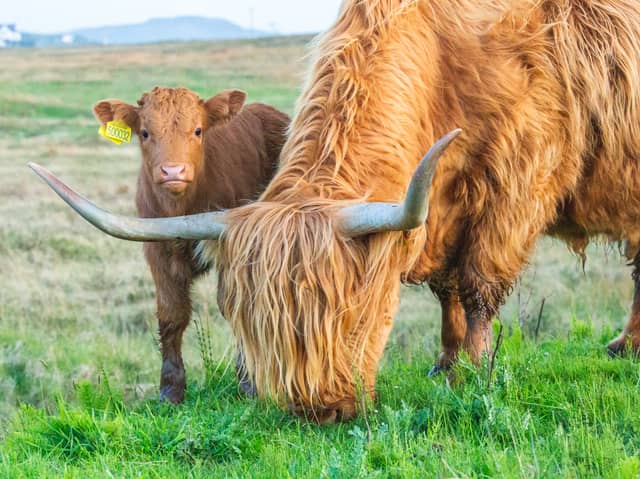Here are 14 places you can see Highland cows in Scotland. 