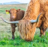 Here are 14 places you can see Highland cows in Scotland. 