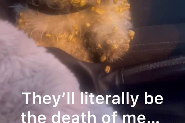 Heather's 2-year-old Shih Tzu, Crumpet covered in sugar puffs. A video shows a woman's hilarious reaction to her dog getting sugar puff cereal stuck in her fur. 