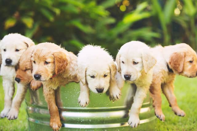 Bringing a new puppy home for the first time is a big occasion.