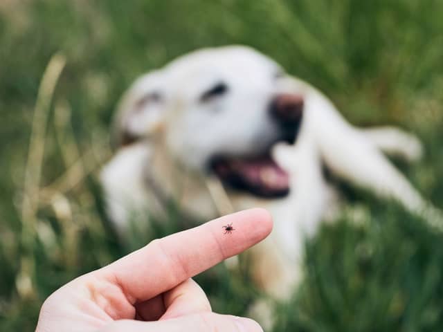 Ticks can cause serious diseases in dogs.
