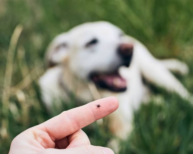 Ticks can cause serious diseases in dogs.