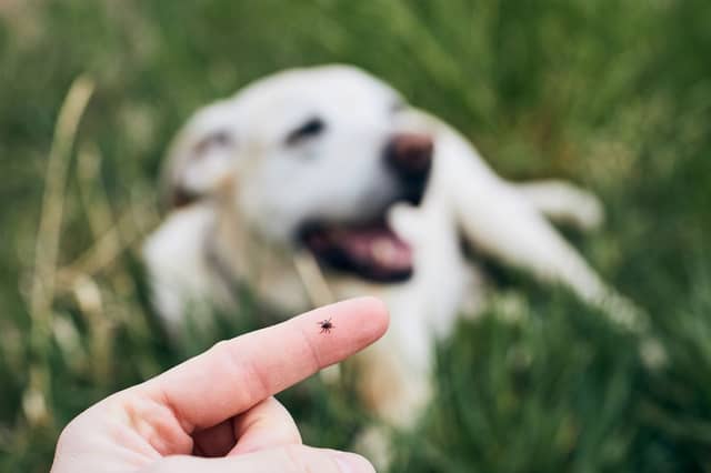 Ticks can cause serious diseases in dogs.
