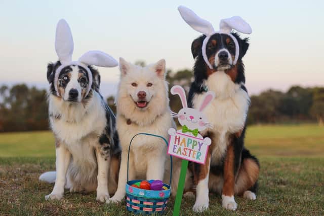 Easter can present hidden dangers for dogs.